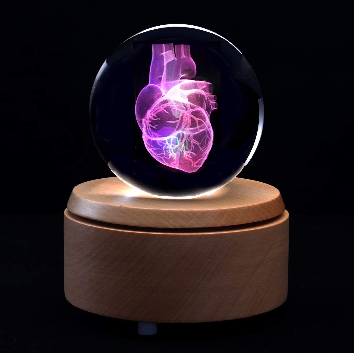 Amazon.com: XINDAM 3D Human Heart Anatomical Model Paperweight